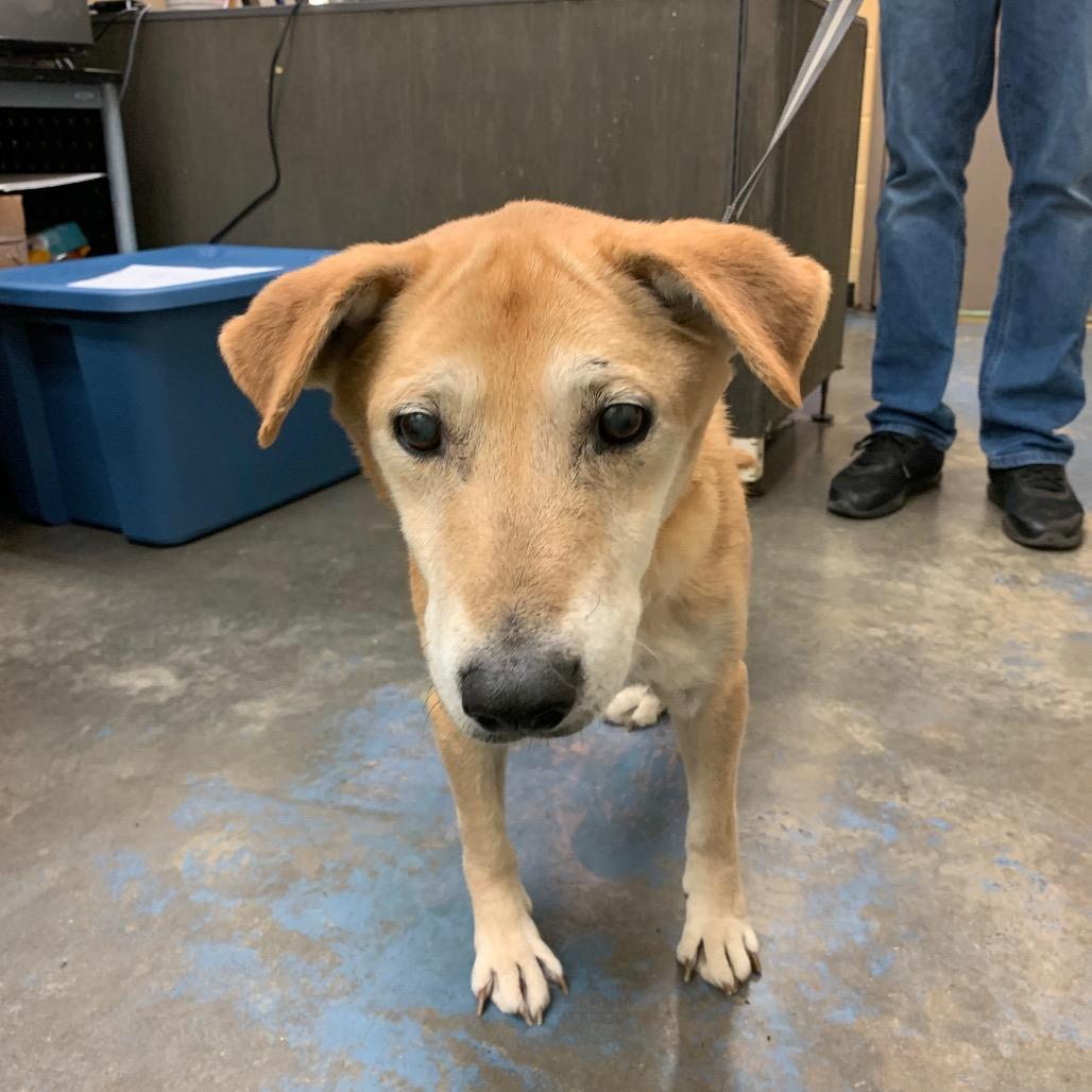 Enlarge Buddy, a Adoptable Mixed Breed in Memphis, TN image 3/5