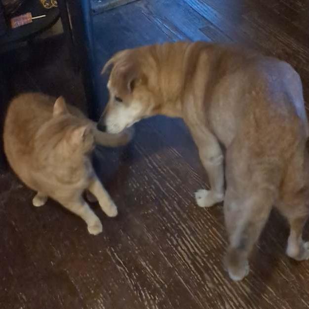 Enlarge Buddy, a Adoptable Mixed Breed in Memphis, TN image 4/5