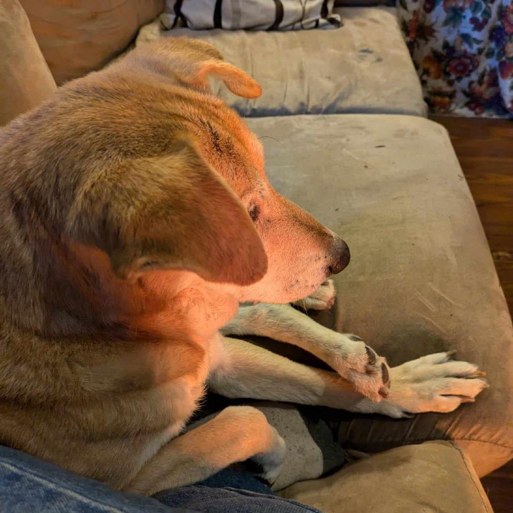 Enlarge Buddy, a Adoptable Mixed Breed in Memphis, TN image 5/5