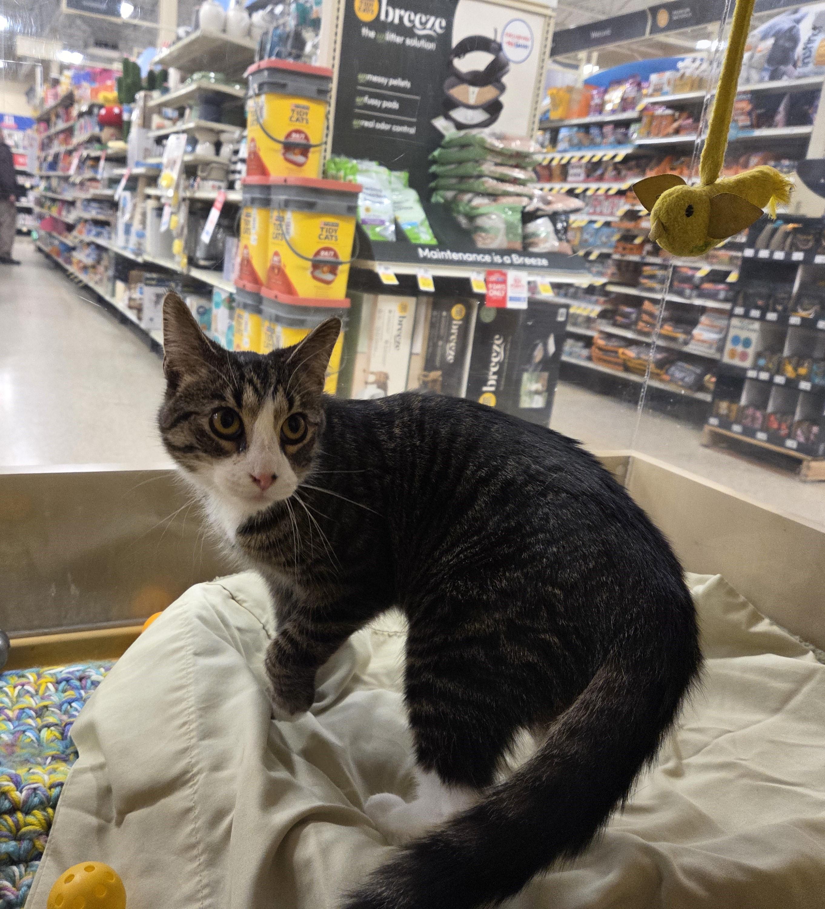 Enlarge Constance, an adoptable mixed breed in Carsonville, MI image 5/6