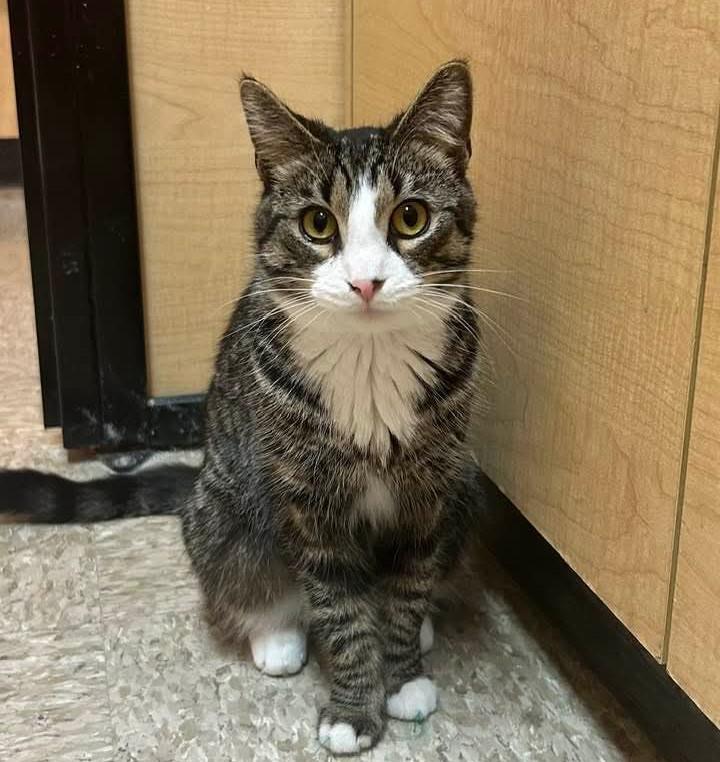 Constance, adoptable, Young Female Domestic Short Hair.