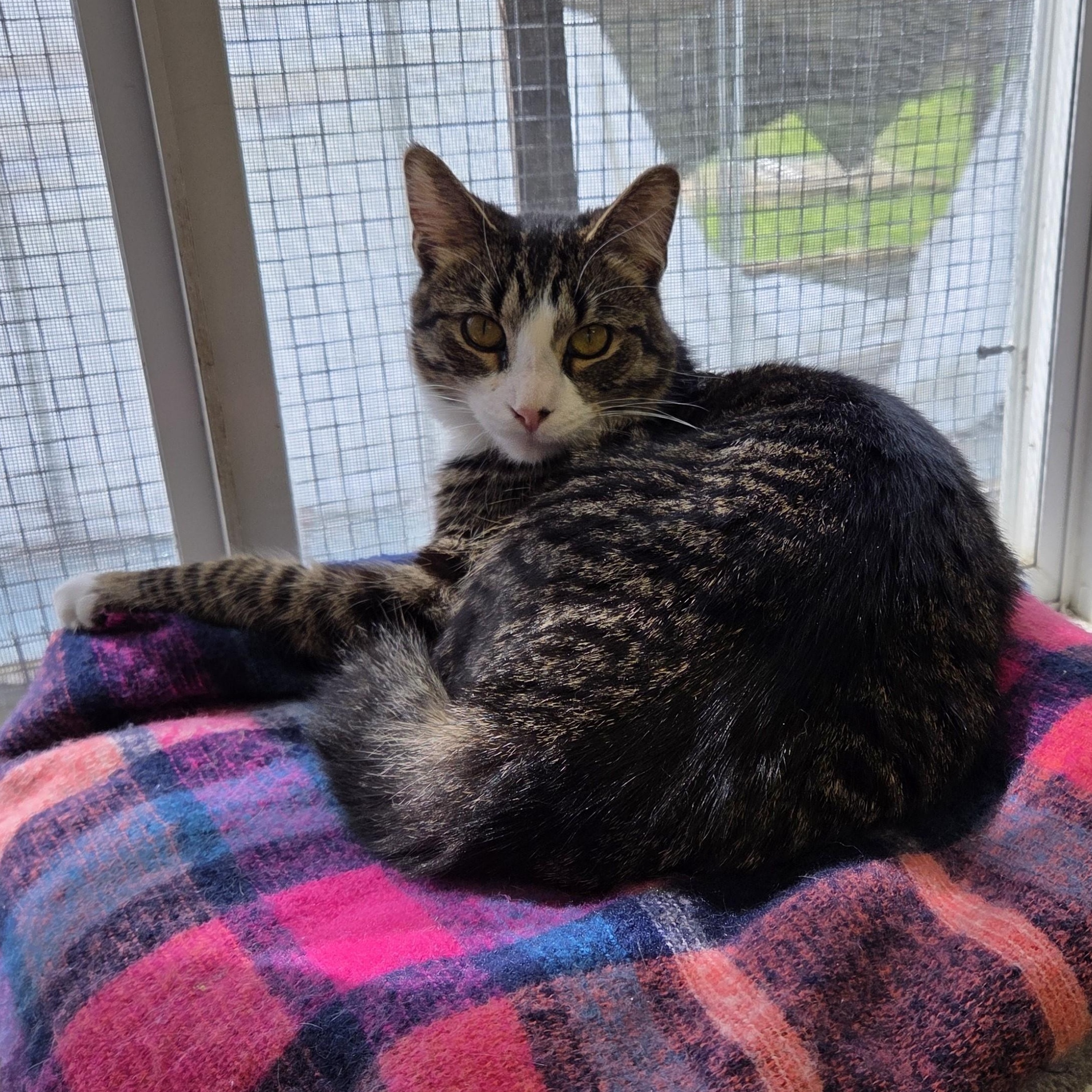 Enlarge Constance, an adoptable mixed breed in Carsonville, MI image 2/6