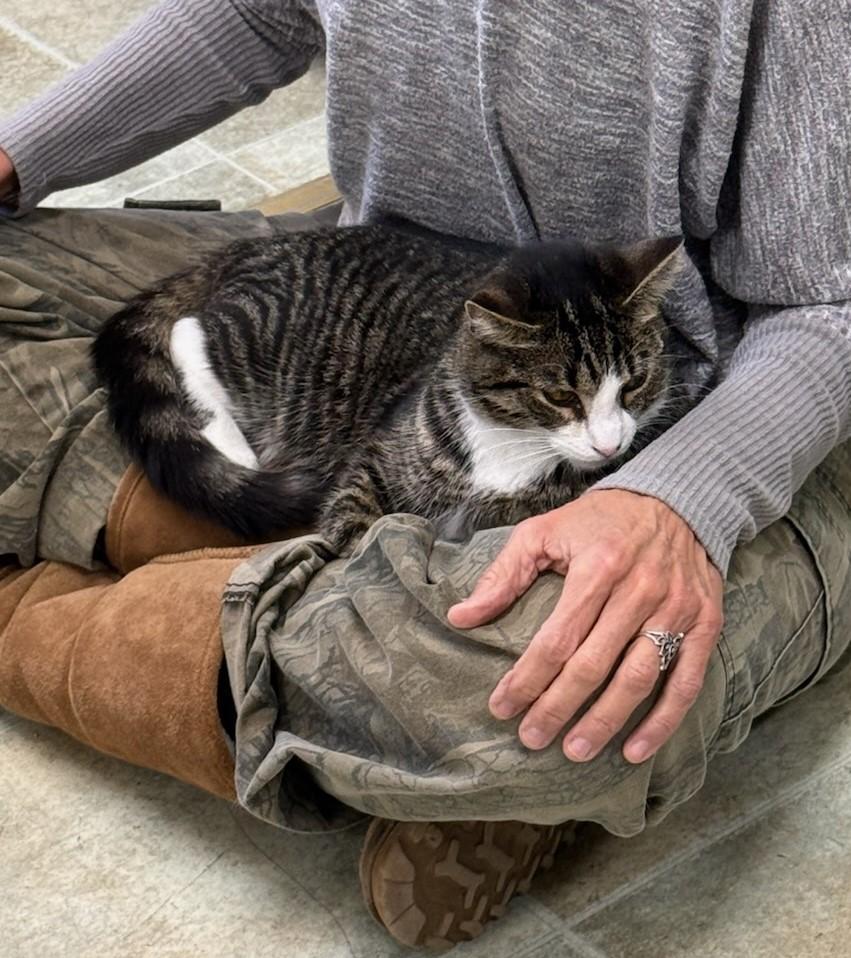 Constance, adoptable, Young Female Domestic Short Hair.