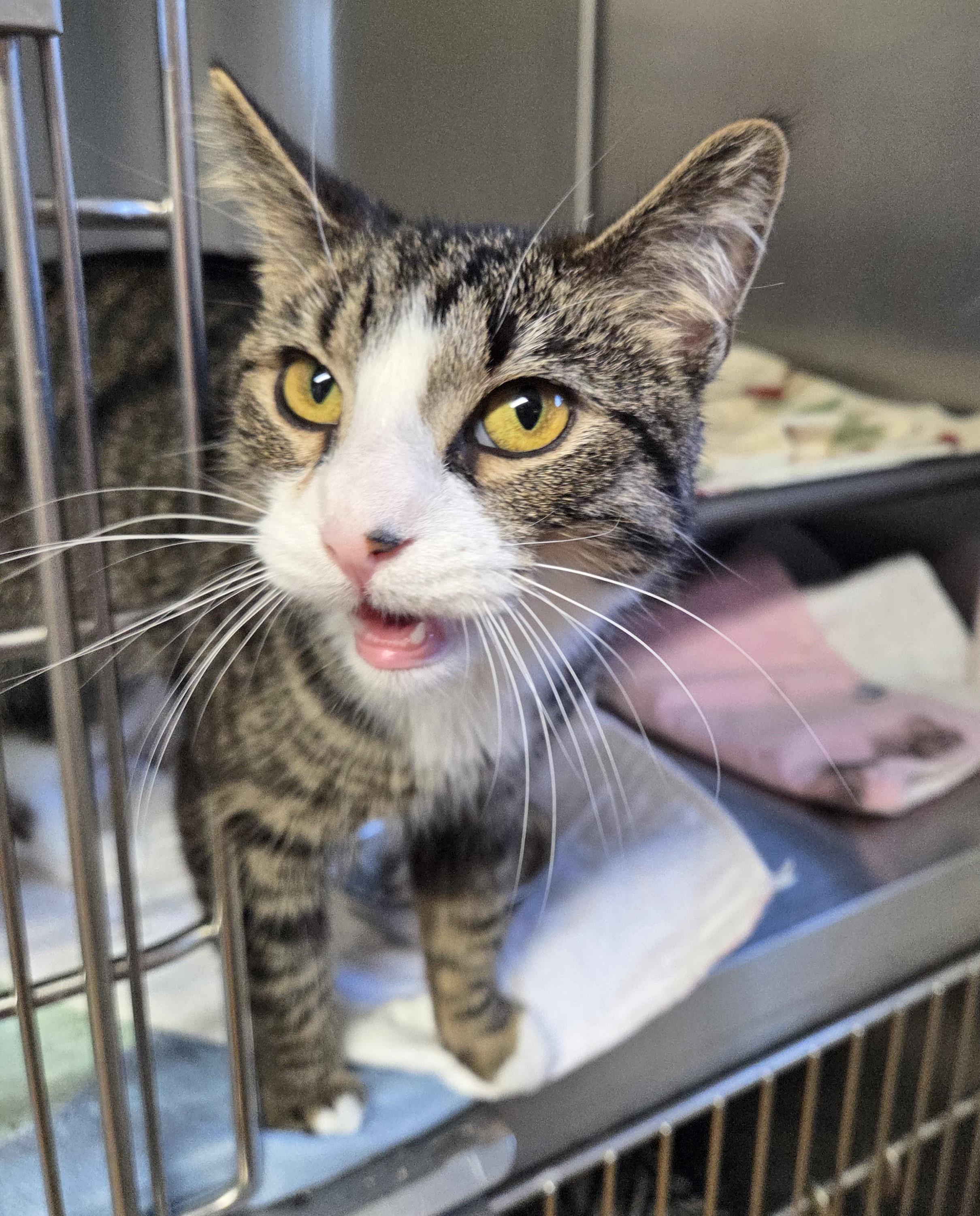 Enlarge Constance, an adoptable mixed breed in Carsonville, MI image 2/2