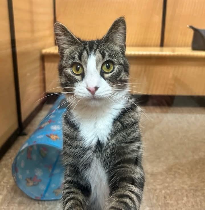 Constance, an adoptable mixed breed in Carsonville, MI image 1/6