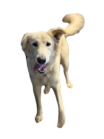 Cauliflower, an adoptable Akbash in Red Bluff, CA, 96080 | Photo Image 1