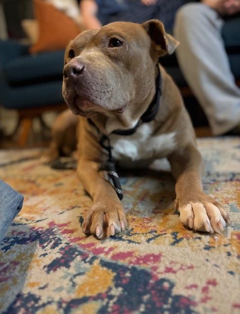 Enlarge Alfred, an adopted mixed breed in Chicago, IL image 6/6