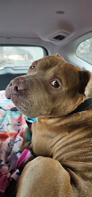 Enlarge Alfred, an adopted mixed breed in Chicago, IL image 1/6