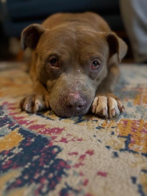 Enlarge Alfred, an adopted mixed breed in Chicago, IL image 3/6