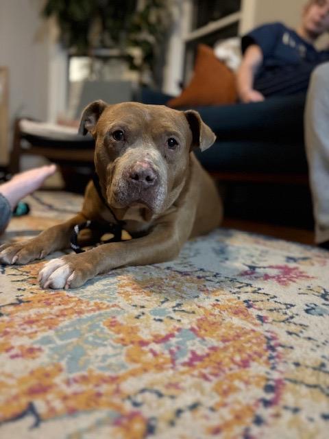 Enlarge Alfred, an adopted mixed breed in Chicago, IL image 2/6