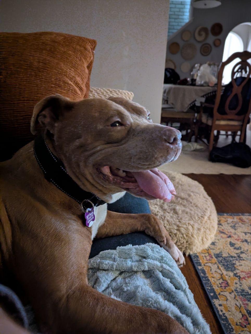 Enlarge Alfred, an adopted mixed breed in Chicago, IL image 4/6