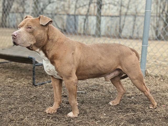 Enlarge Alfred, an adopted mixed breed in Chicago, IL image 5/6