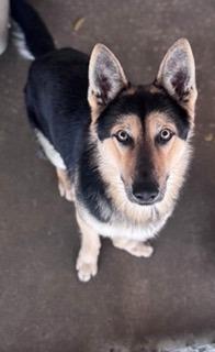 Buster, Adopted, Young Male German Shepherd Dog.