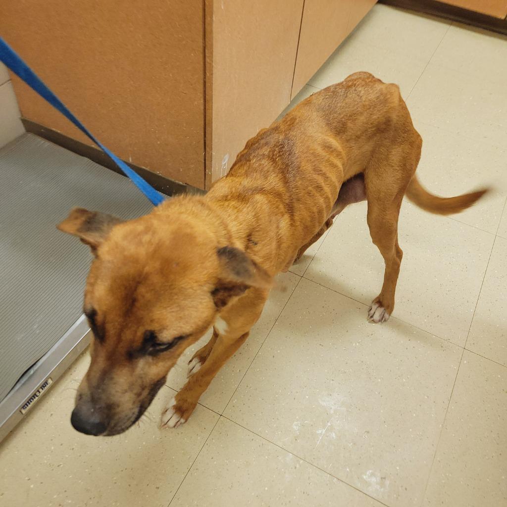 Cassidy, a Adoptable Mixed Breed in Bossier City, LA image 2/4