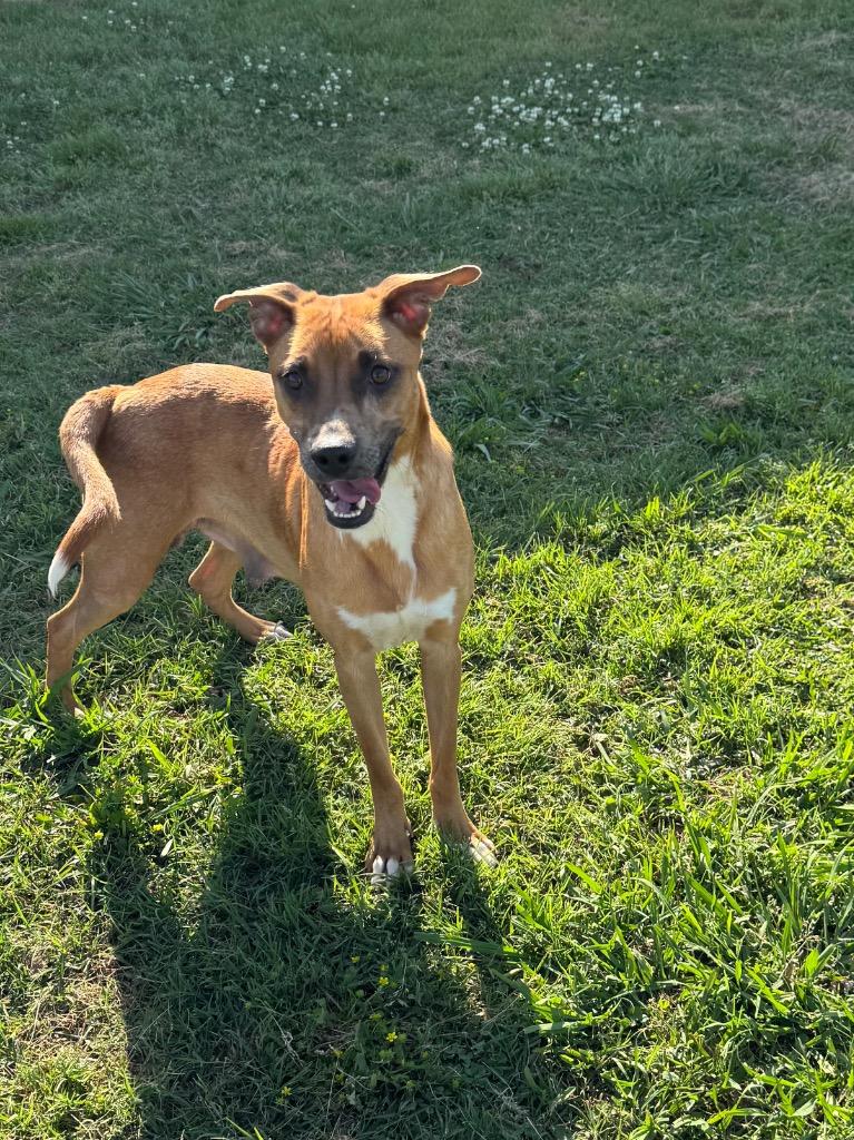 Cassidy, Adoptable, Young Female Mixed Breed.