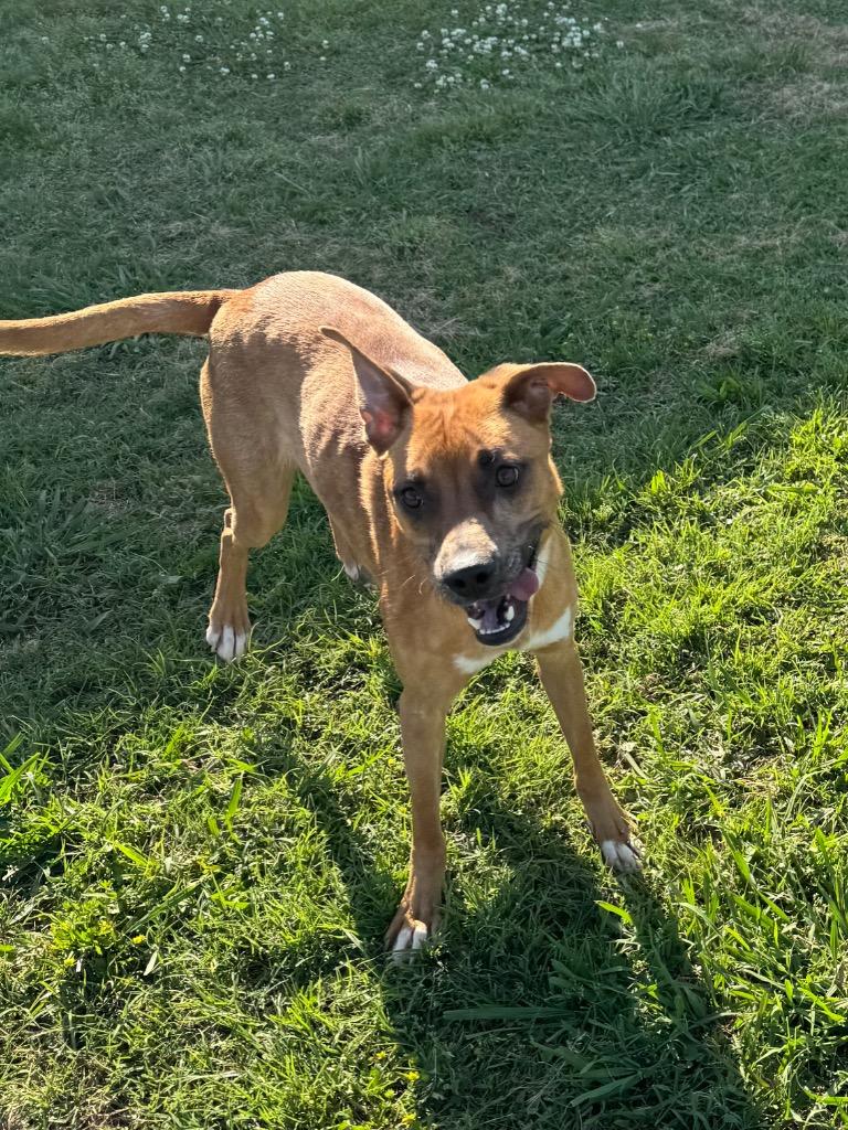 Cassidy, a Adoptable Mixed Breed in Bossier City, LA image 3/4