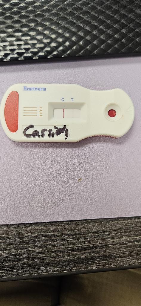 Cassidy, a Adoptable Mixed Breed in Bossier City, LA image 4/4