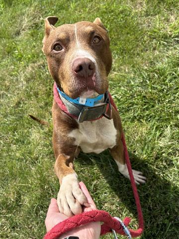 Enlarge BUNGEE, a Adoptable mixed breed in Dayton, OH image 1/1