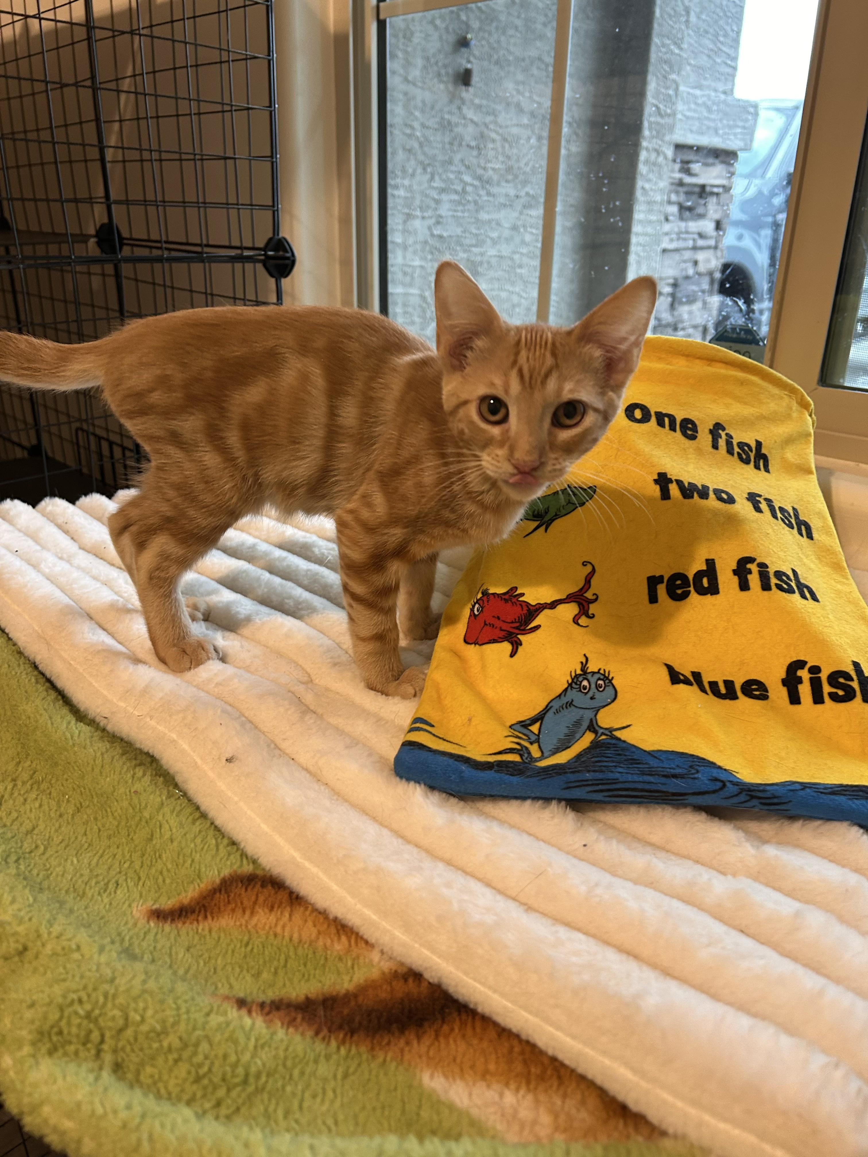 Bobble, Adoptable, Kitten Male Domestic Medium Hair.