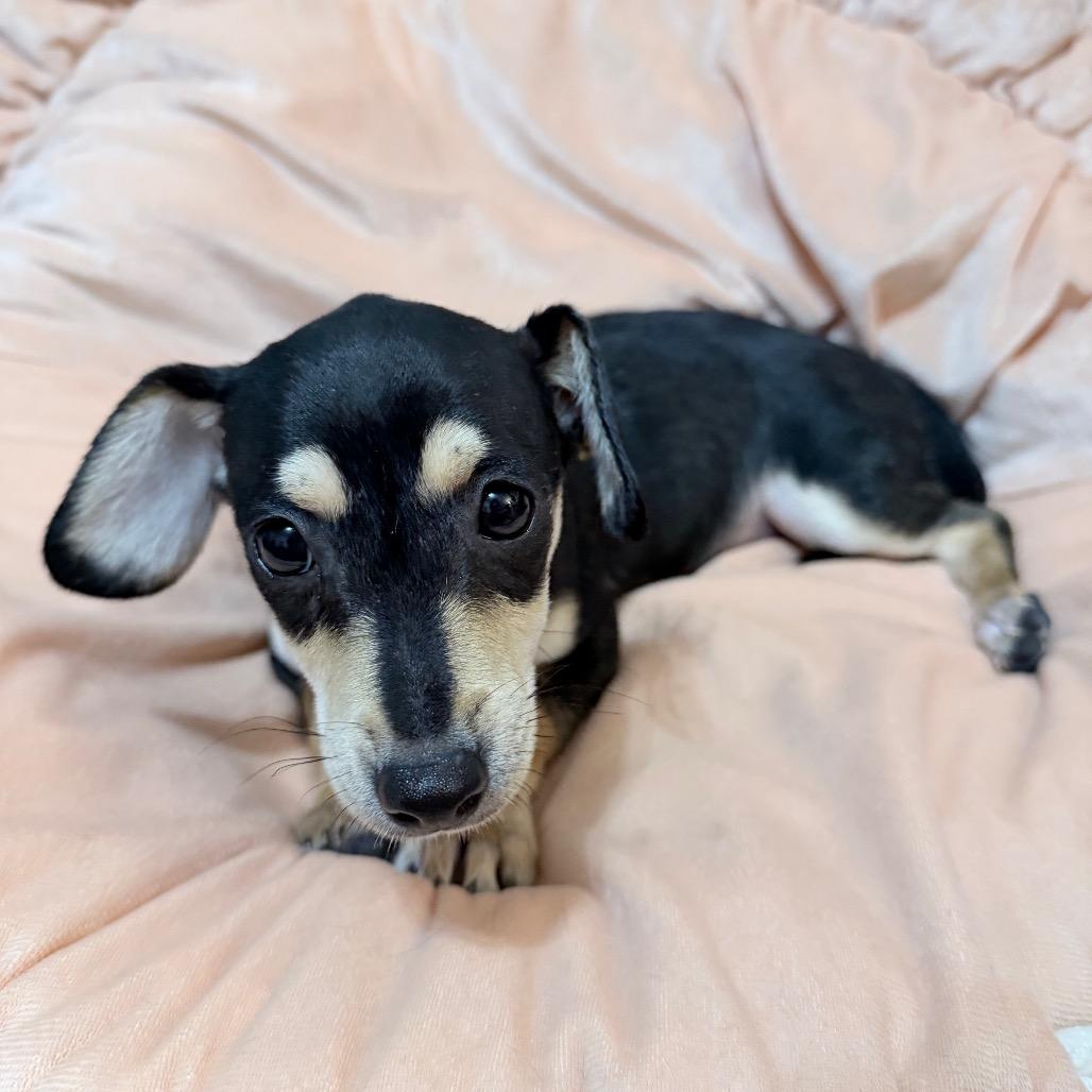 Toffee - Local August 28-30, an adopted mixed breed in Beaverton , OR image 2/2