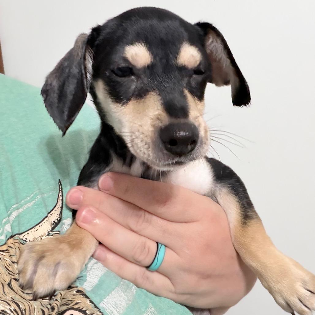 Toffee - Local August 28-30, adopted, Puppy Female Chihuahua & Dachshund.