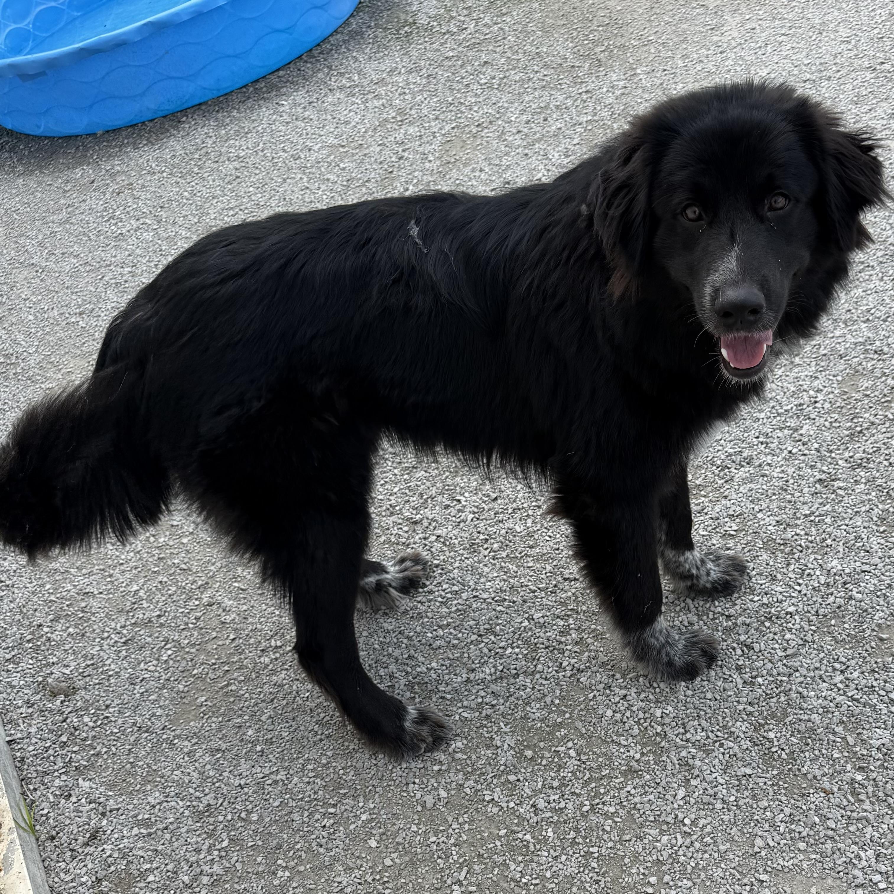 Batman, a ADOPTABLE mixed breed in Trenton, MO image 4/4
