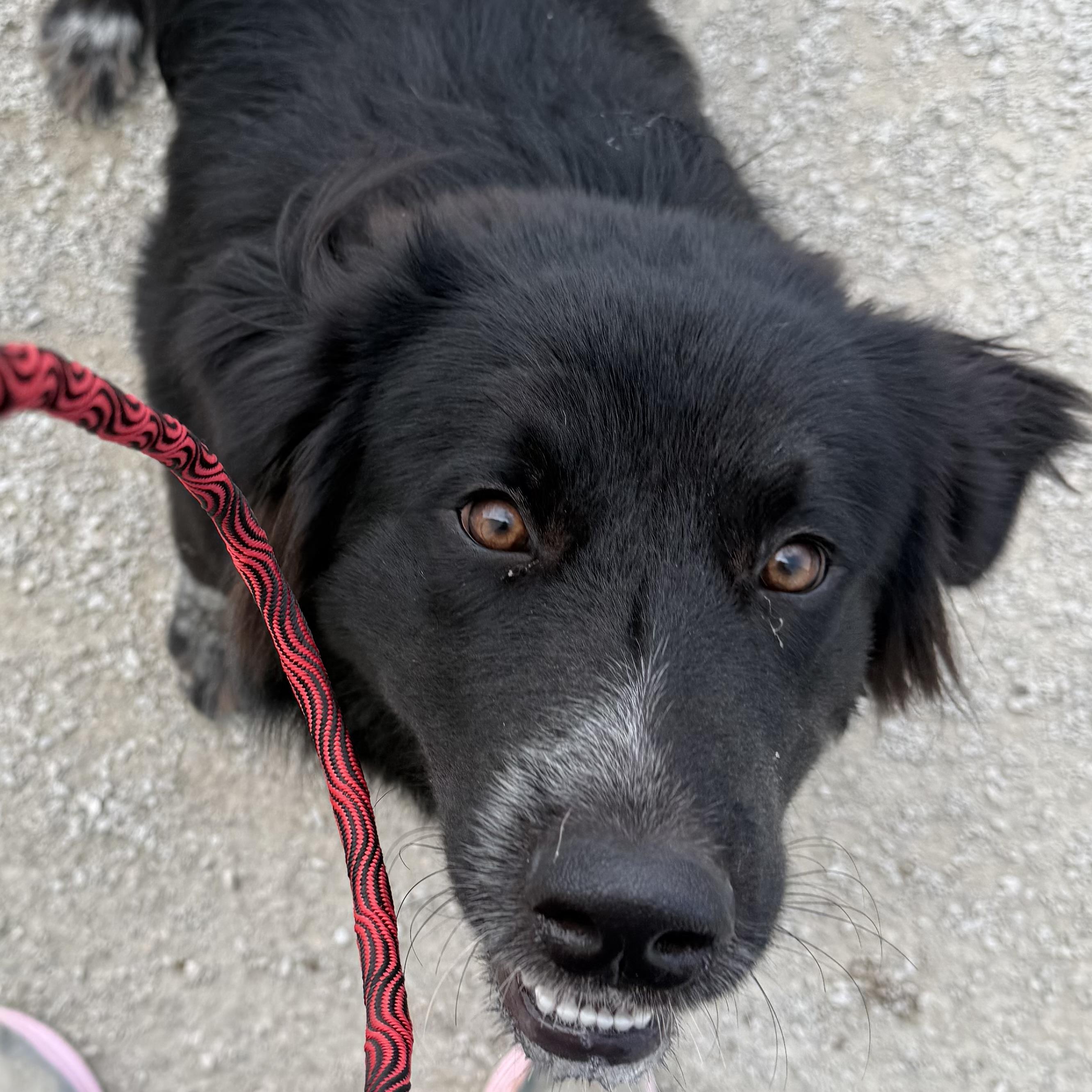Batman, ADOPTABLE, Young Male Great Pyrenees.