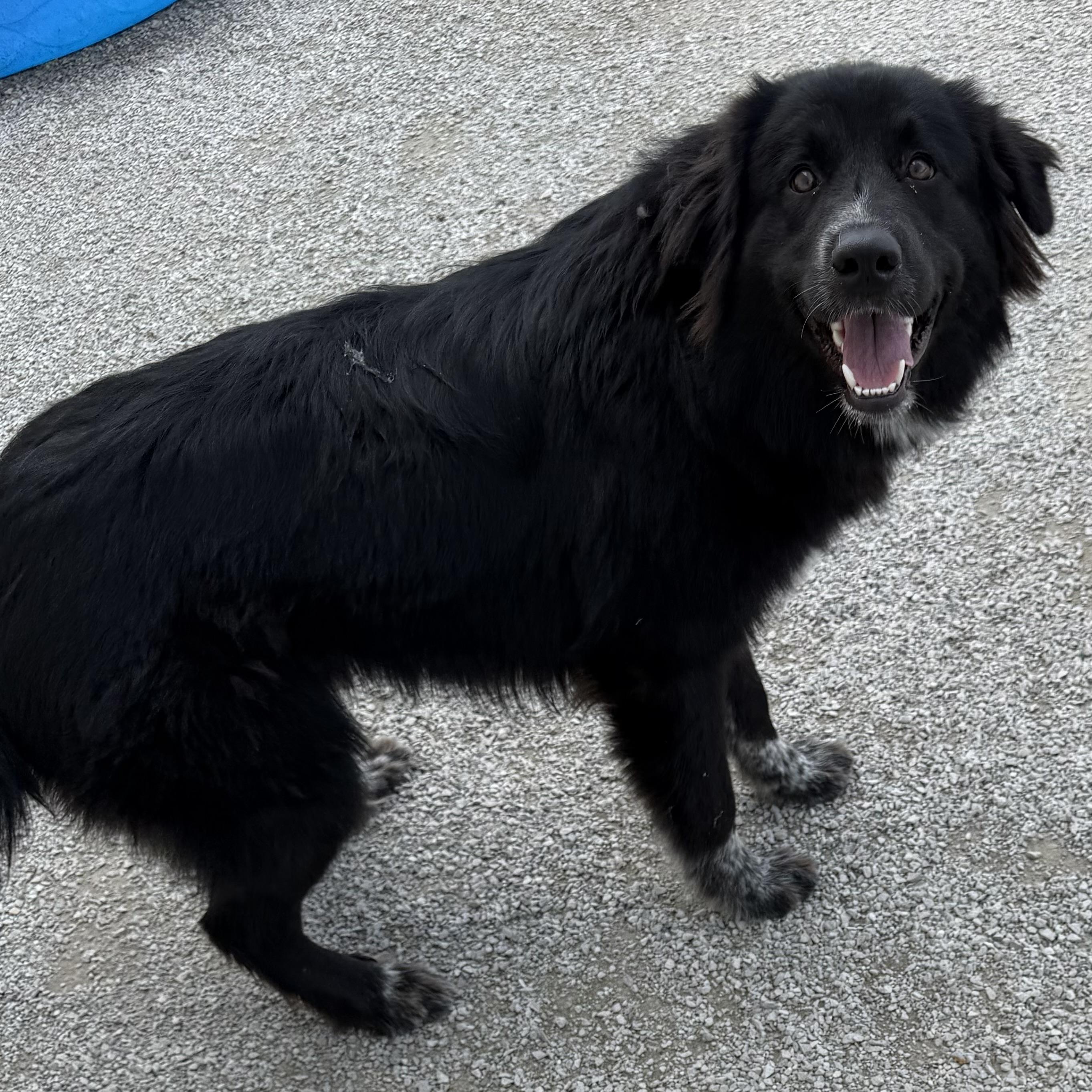 Batman, a ADOPTABLE mixed breed in Trenton, MO image 3/4