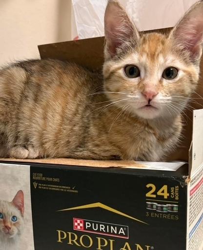 Angela, Adoptable, Kitten Female Domestic Short Hair & Domestic Short Hair.