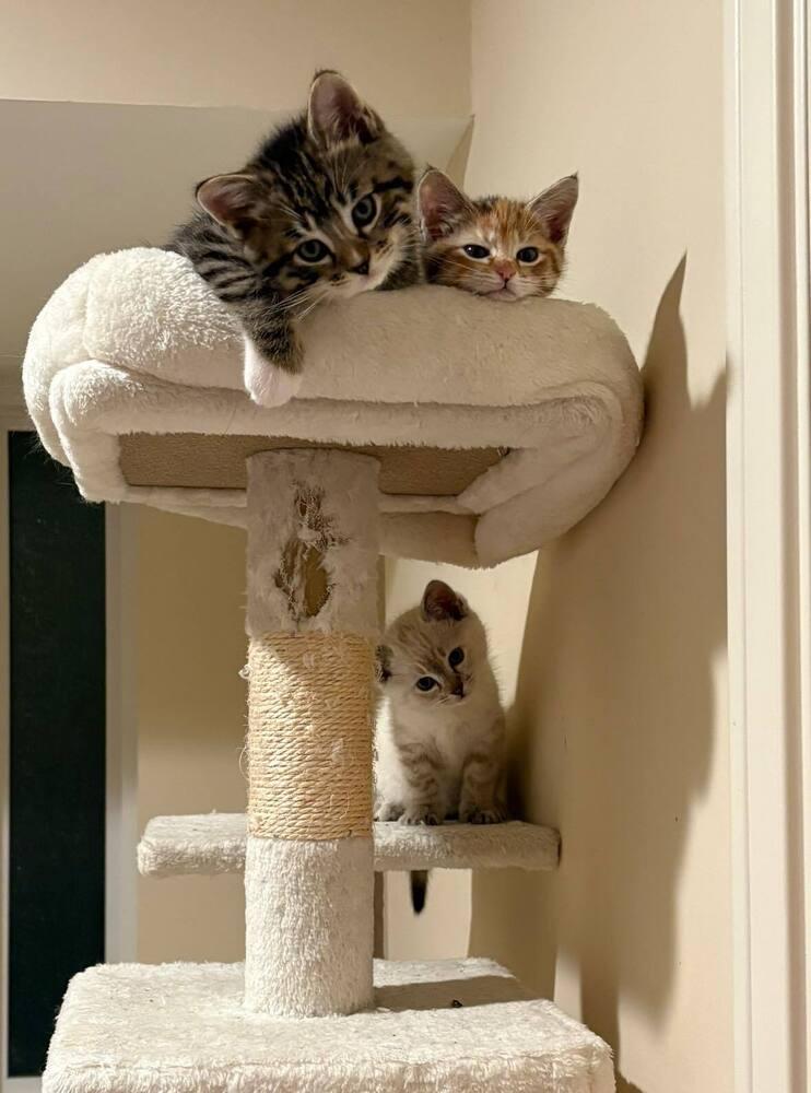 Enlarge Angela, a Adoptable mixed breed in Richardson, TX image 2/6