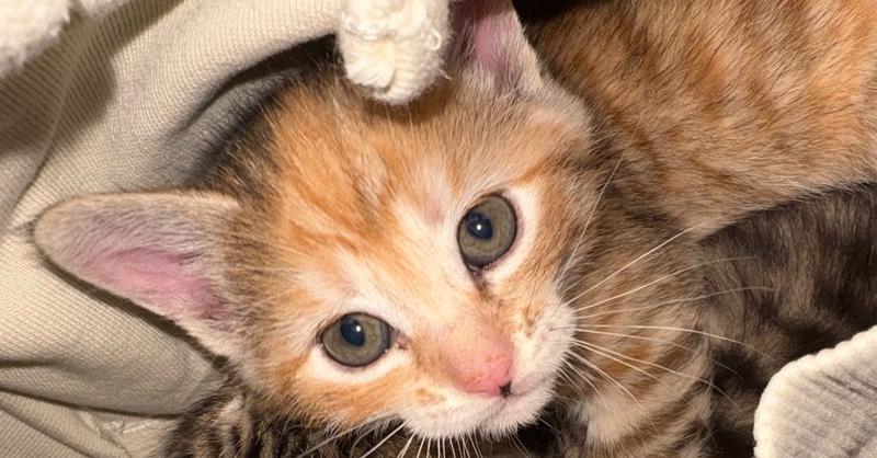 Enlarge Angela, a Adoptable mixed breed in Richardson, TX image 4/6