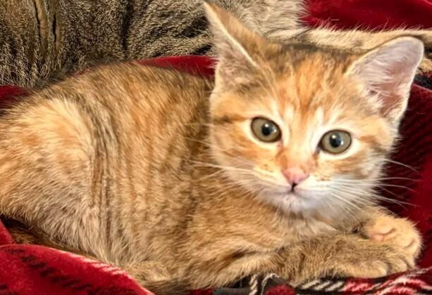 Enlarge Angela, a Adoptable mixed breed in Richardson, TX image 6/6