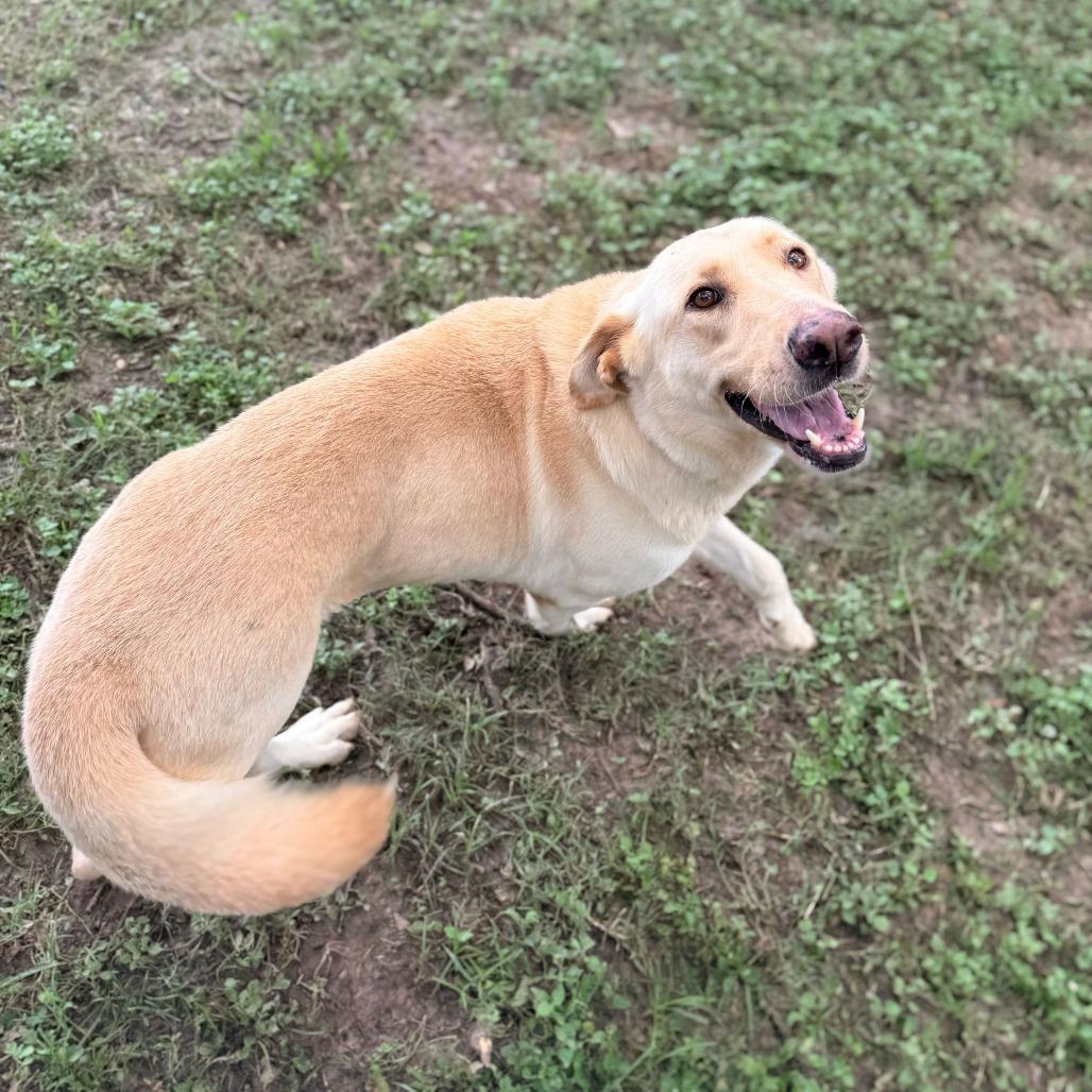 Sharpay, Adoptable, Adult Female Labrador Retriever & Shepherd.
