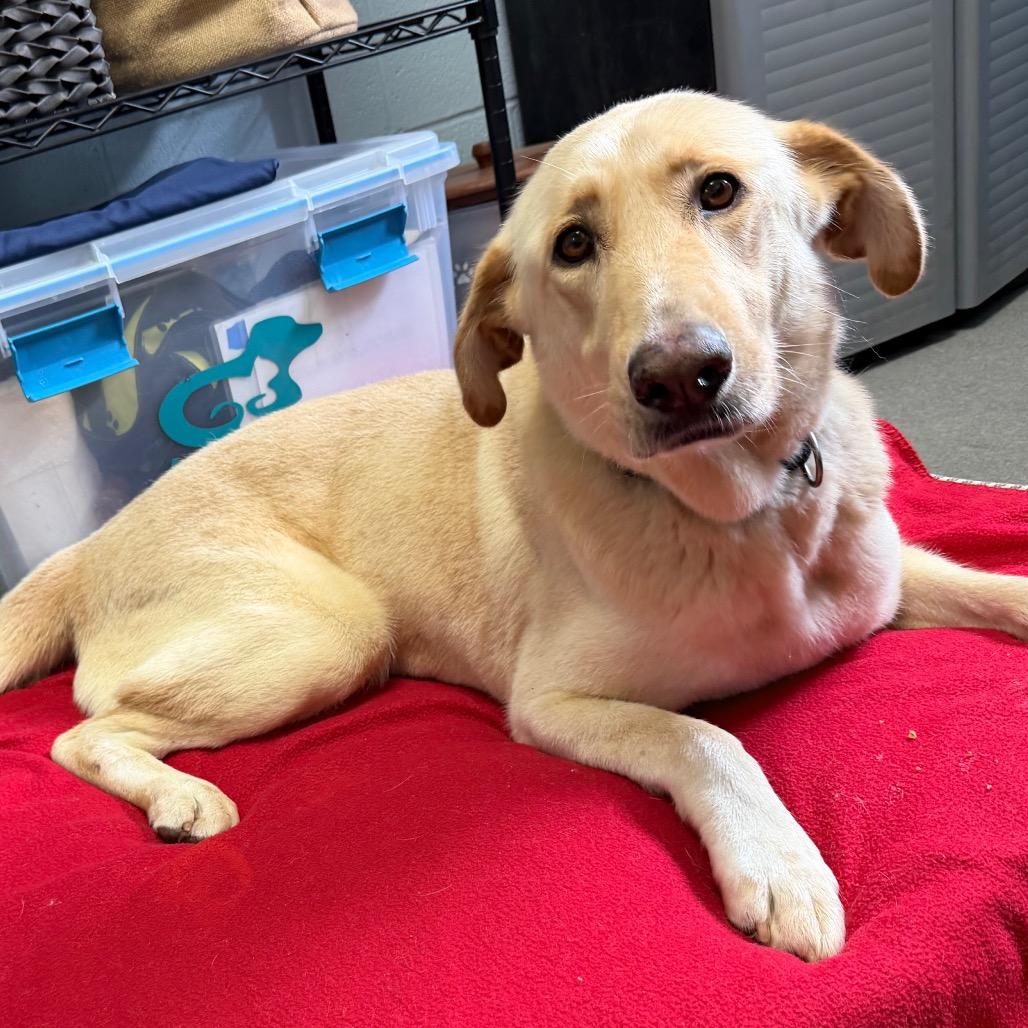 Enlarge Sharpay, a Adoptable mixed breed in Carencro, LA image 2/6