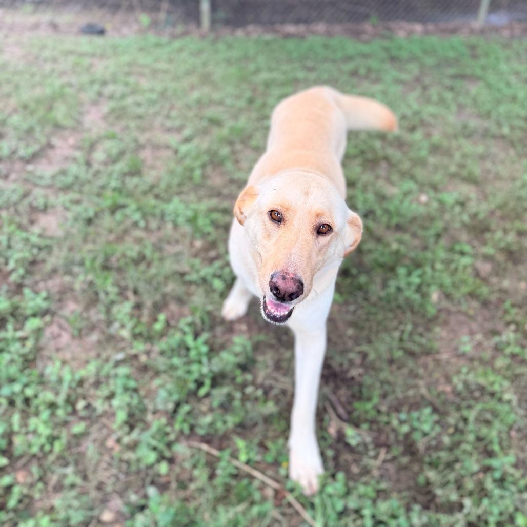 Enlarge Sharpay, a Adoptable mixed breed in Carencro, LA image 3/6
