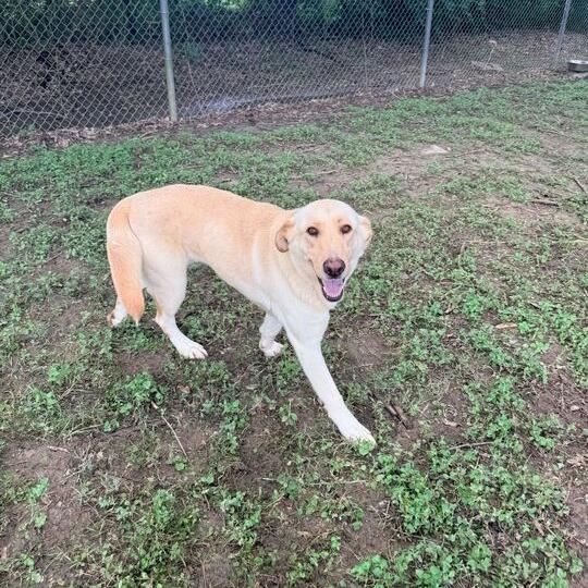 Enlarge Sharpay, a Adoptable mixed breed in Carencro, LA image 4/6