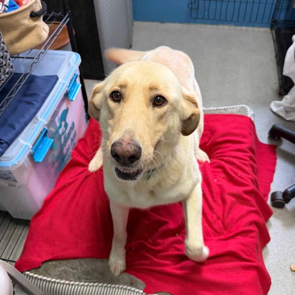 Enlarge Sharpay, a Adoptable mixed breed in Carencro, LA image 5/6