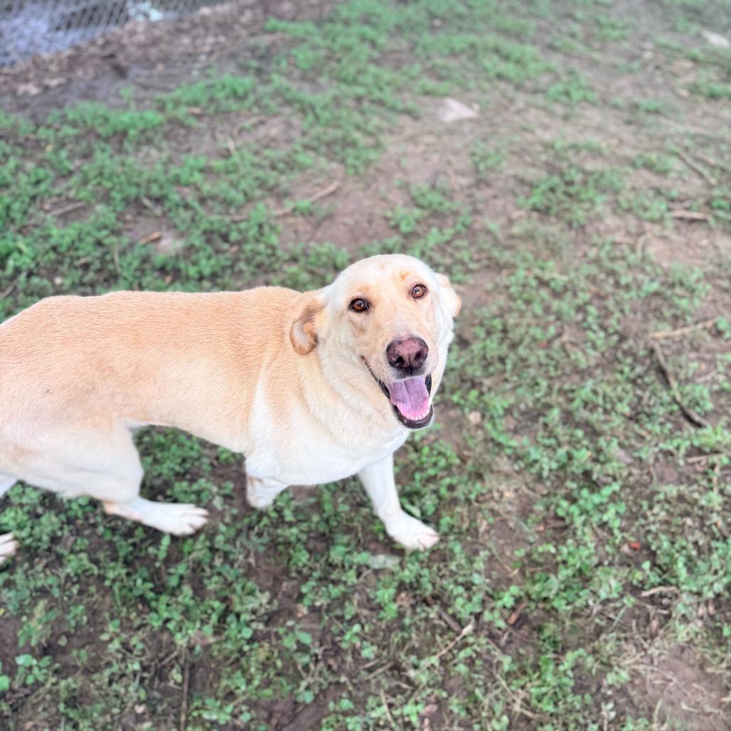 Enlarge Sharpay, a Adoptable mixed breed in Carencro, LA image 6/6