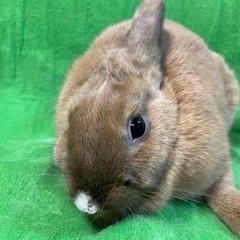 Spring, Adult Female unknown