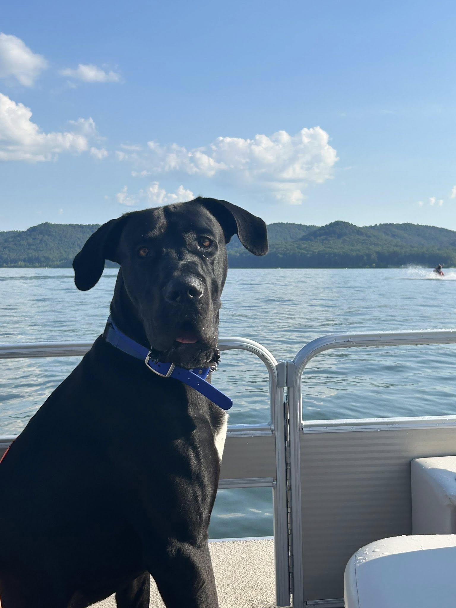 Fang, Adopted, Young Male Great Dane.