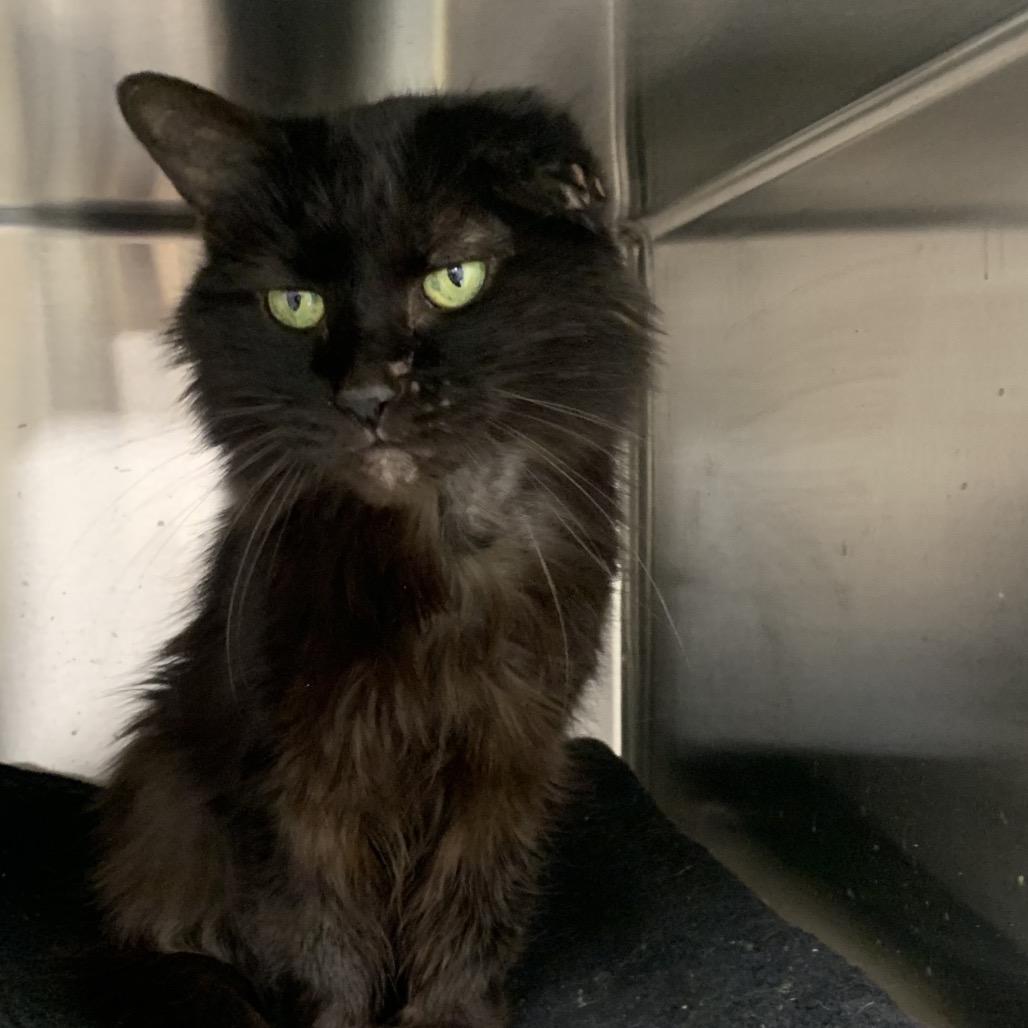 Saffy, Adoptable, Senior Female Domestic Long Hair.