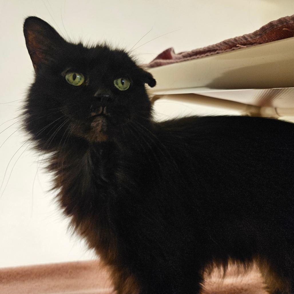 Enlarge Saffy, a Adoptable Domestic Long Hair in Harrisonburg, VA image 2/3