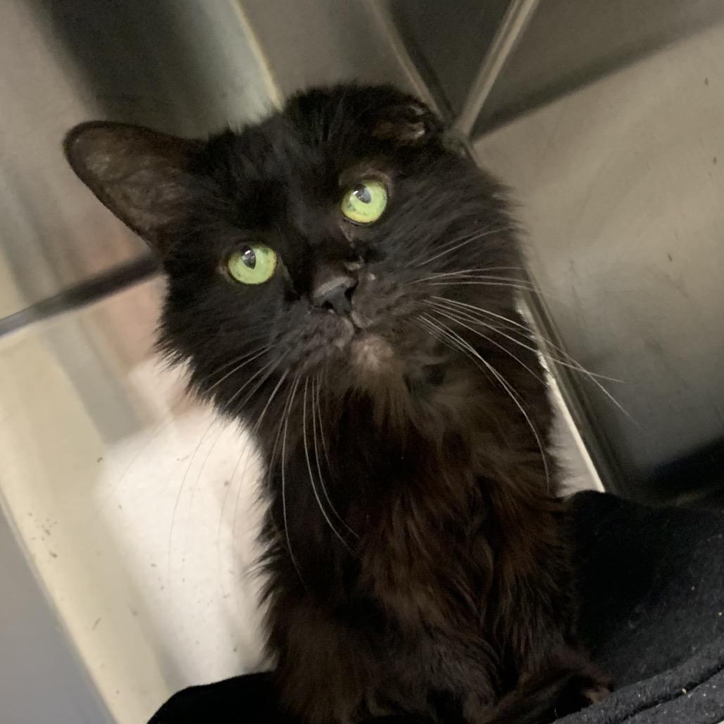 Enlarge Saffy, a Adoptable Domestic Long Hair in Harrisonburg, VA image 3/3