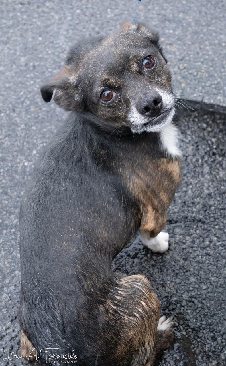 Jaspar, ADOPTABLE, Adult Male Chihuahua & Dachshund.