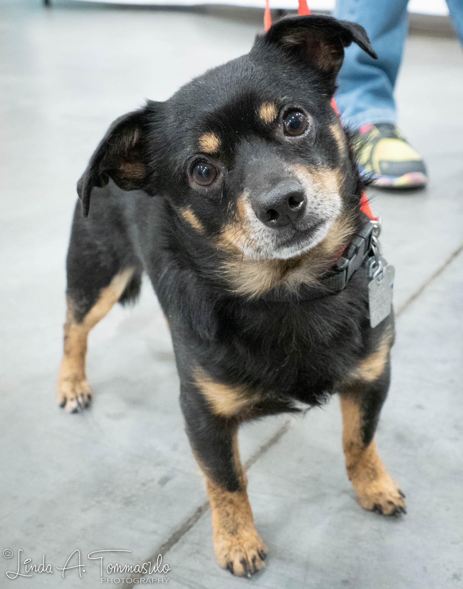 Enlarge Jaspar, an adopted mixed breed in Albany, NY image 2/6
