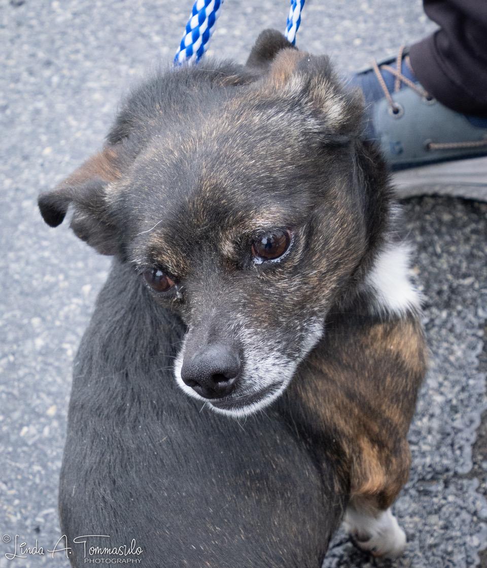 Jaspar, a ADOPTABLE mixed breed in Albany, NY image 2/3