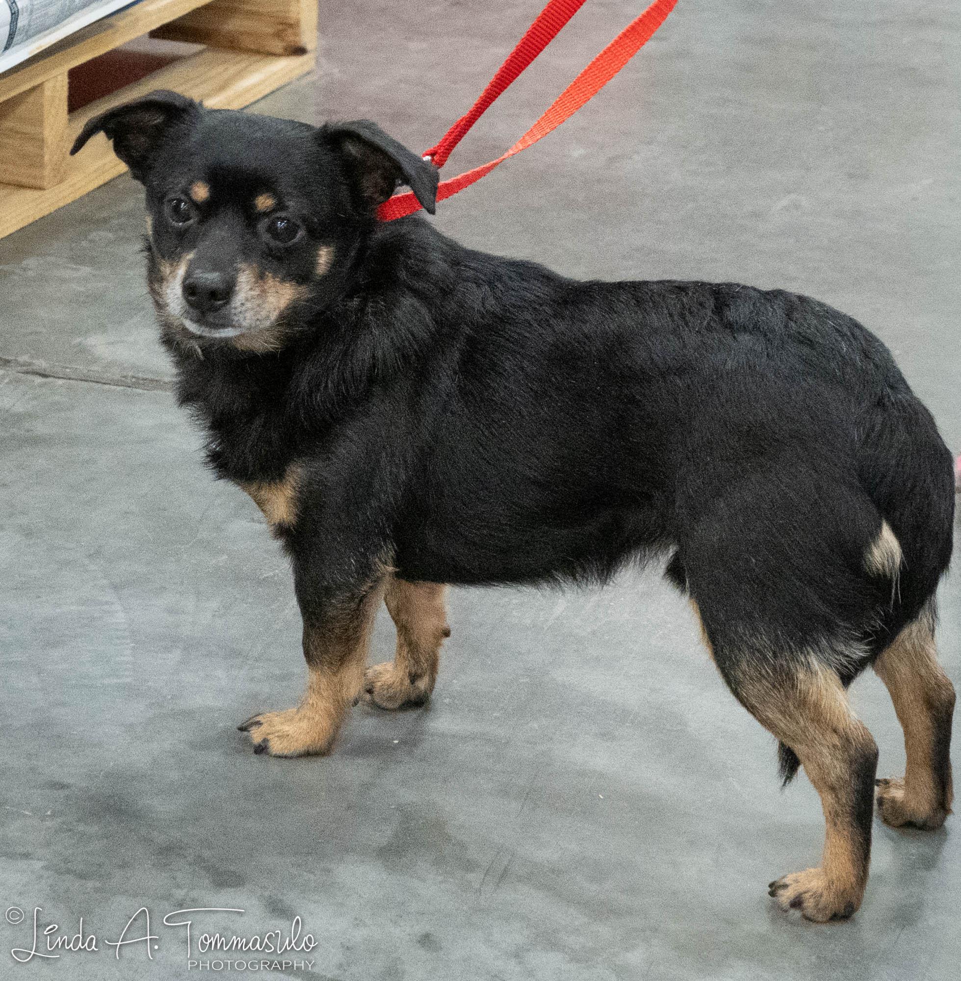 Enlarge Jaspar, an adopted mixed breed in Albany, NY image 5/6