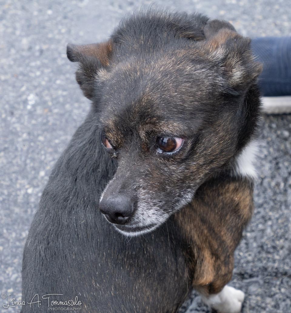 Jaspar, a ADOPTABLE mixed breed in Albany, NY image 3/3