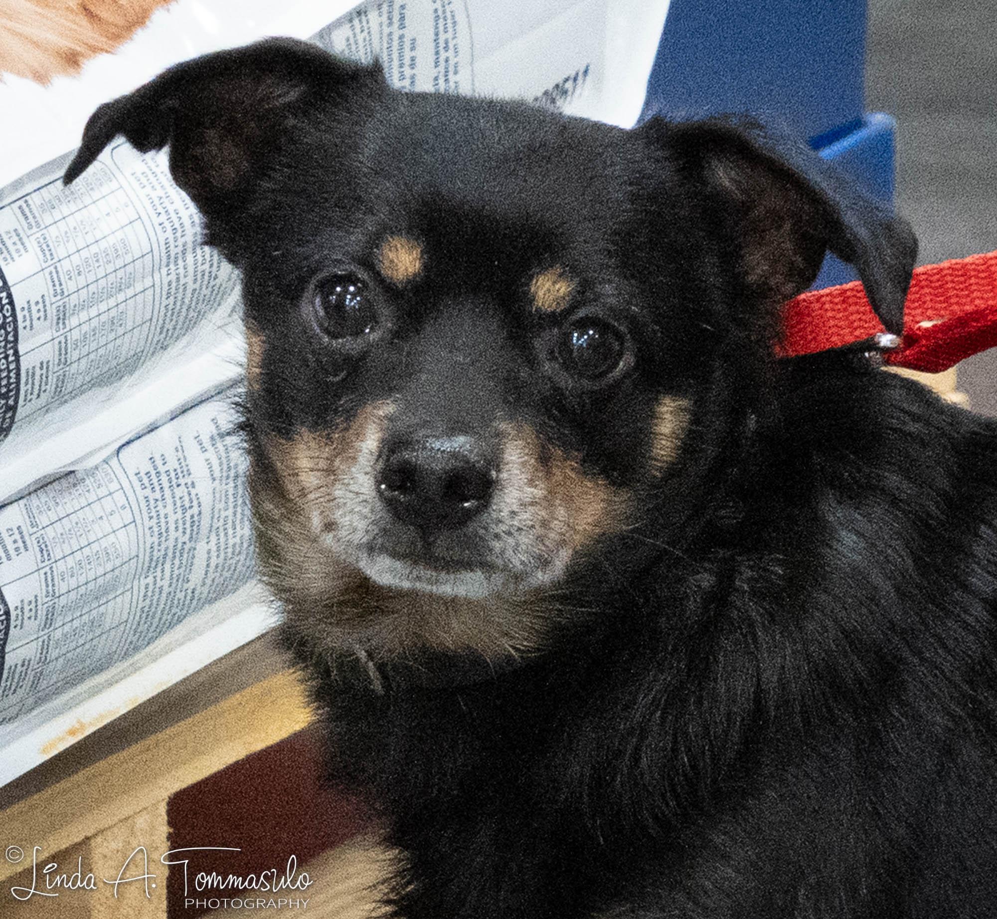Jaspar, adopted, Adult Male Chihuahua & Dachshund.