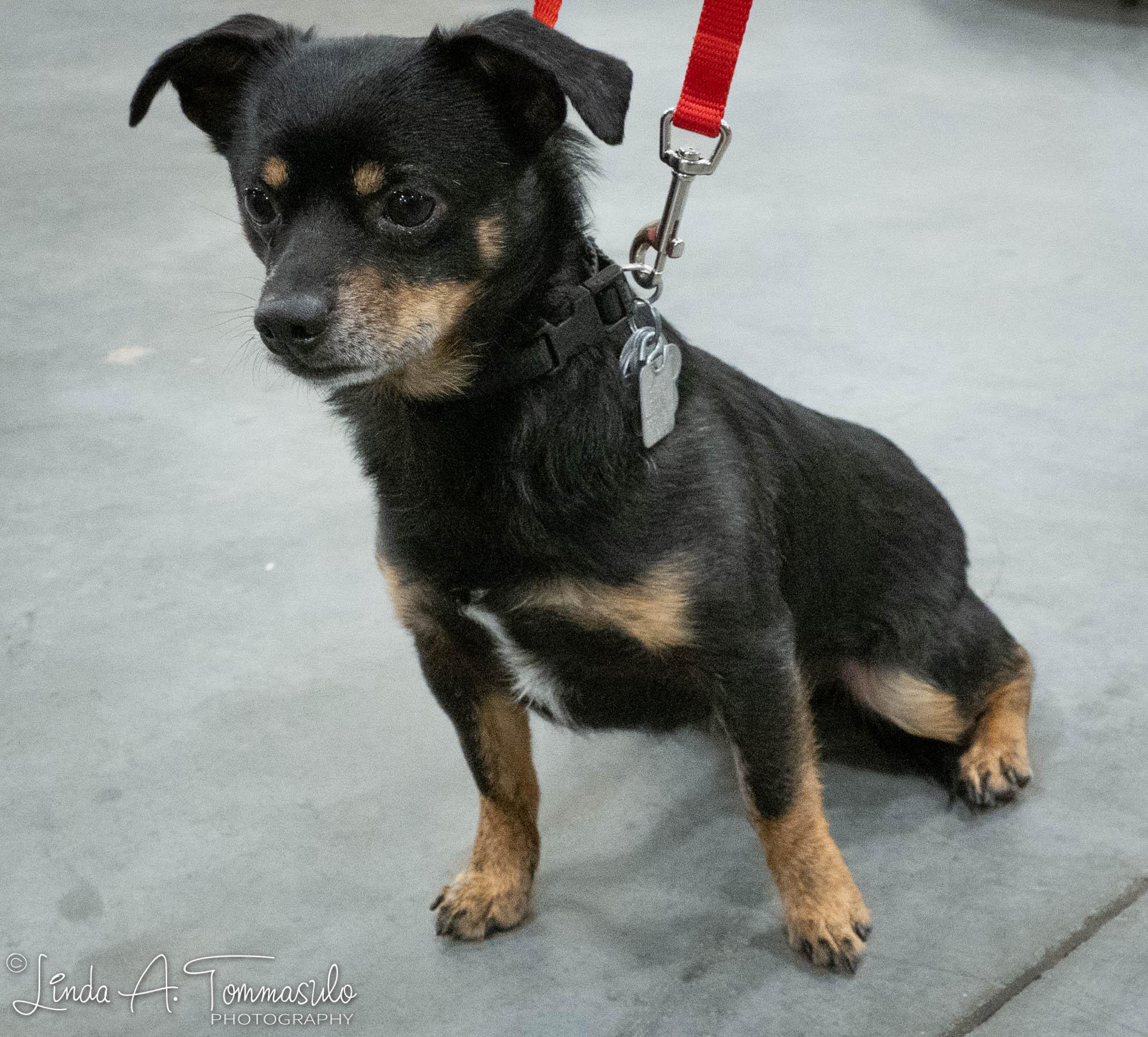 Enlarge Jaspar, an adopted mixed breed in Albany, NY image 3/6